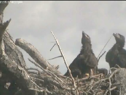 Tesoro eaglets