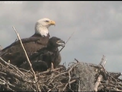 Tesoro eaglets