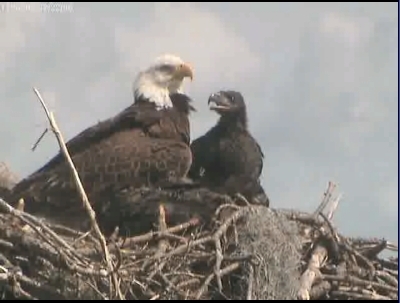 Tesoro eaglets