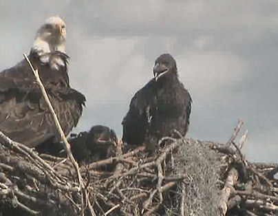 Tesoro eaglets