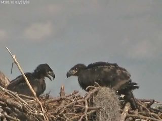 Tesoro eaglets