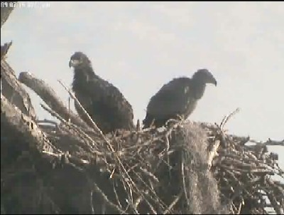 Tesoro eaglets