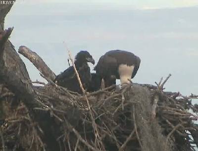 Tesoro eaglets