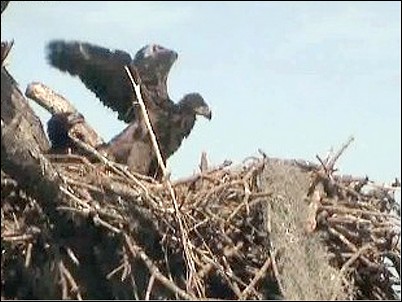 Tesoro eaglets