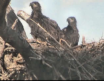 Tesoro eaglets