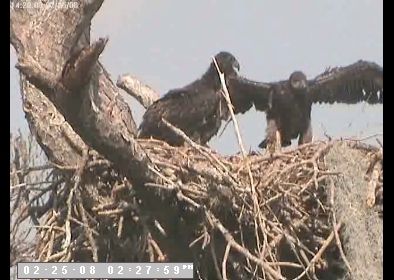 Tesoro eaglets