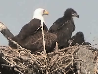 Tesoro eaglets