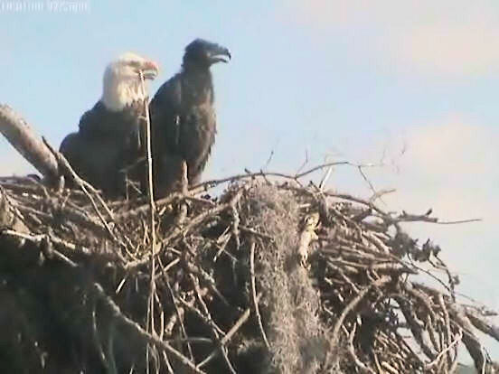 Tesoro eaglets