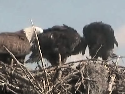 Tesoro eaglets