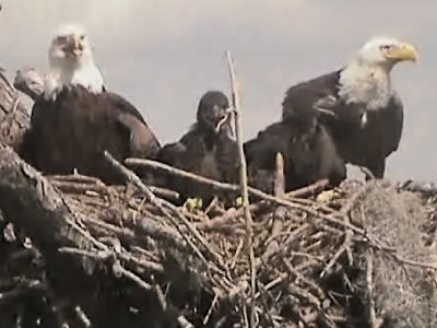 Tesoro eaglets