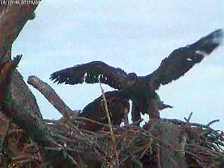 Tesoro eaglets