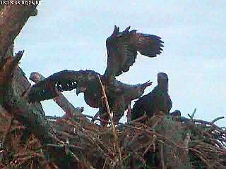 Tesoro eaglets