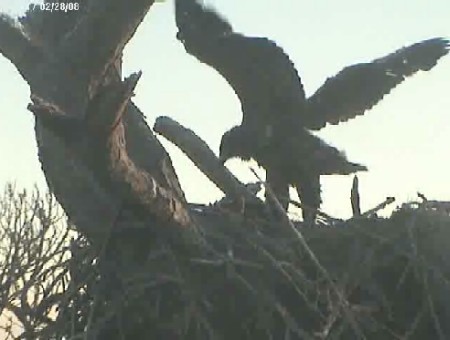 Tesoro eaglets