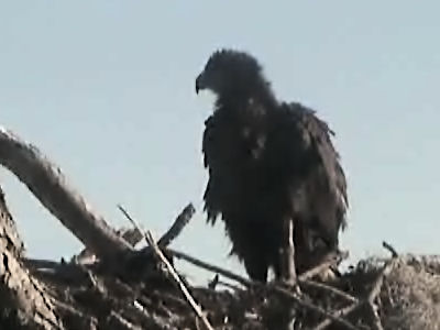 Tesoro eaglets