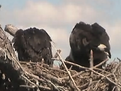 Tesoro eaglets