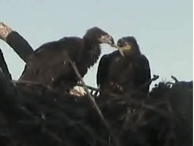 Tesoro eaglets