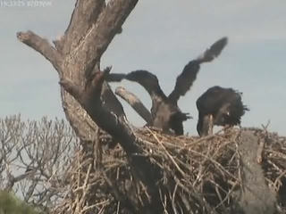 Tesoro eaglets