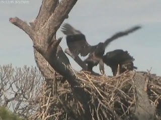 Tesoro eaglets