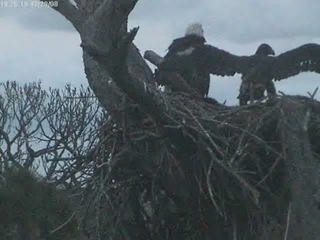 Tesoro eaglets