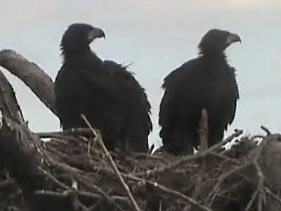 Tesoro eaglets