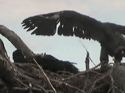 Tesoro eaglets