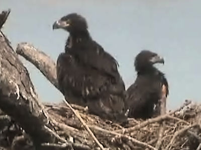 Tesoro eaglets