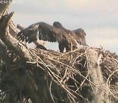 Tesoro eaglets