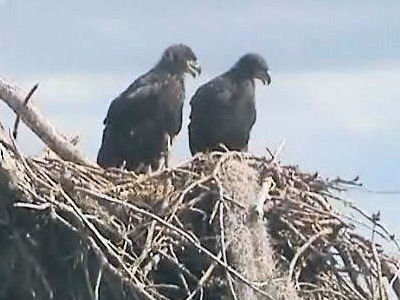 Tesoro eaglets