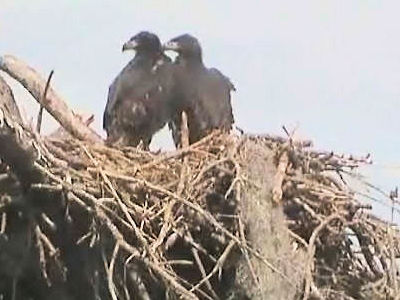 Tesoro eaglets