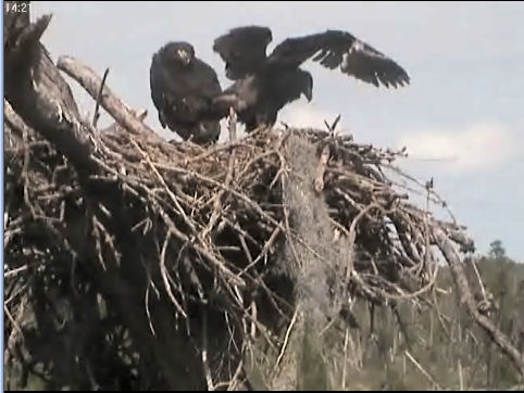 Tesoro eaglets