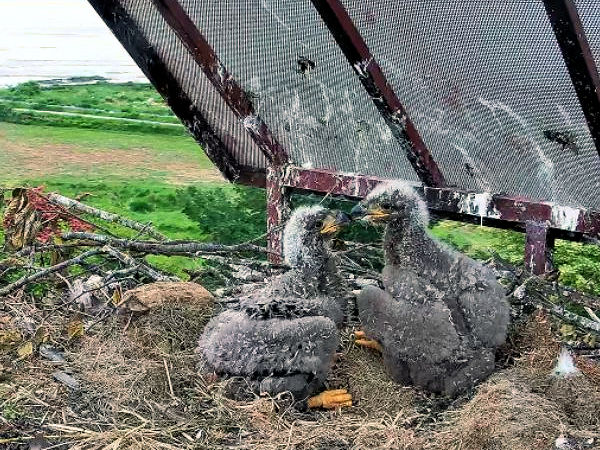 Eaglets Bowen and Blue at Boundary Bay Central - May 2024